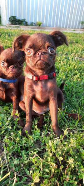 Щенки пти-брабансона в Москве фото 5