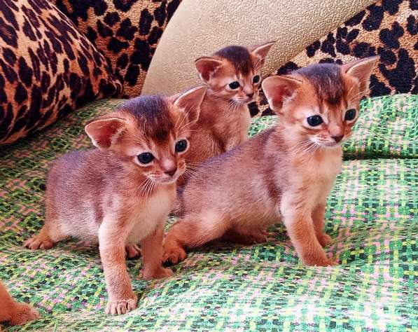 Абиссинские котята от титулованных родителей в фото 7