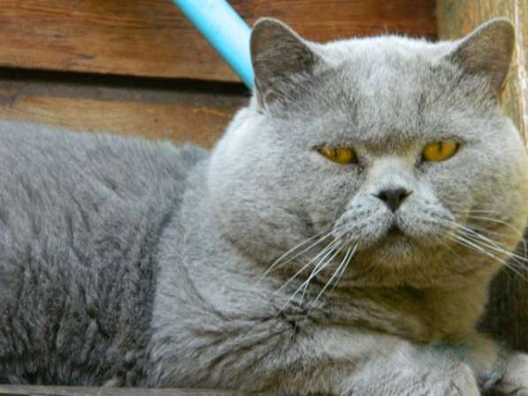 Голубой британский котик из питомника в Новосибирске