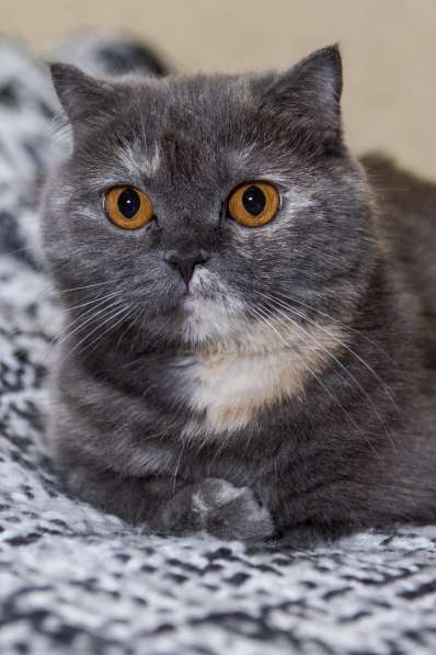 Британочка Оливия, янтарные глазки. Кошка в дар в Калуге фото 5