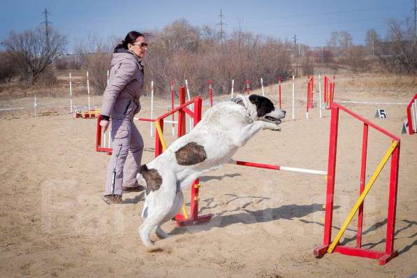 Спорт с собакой в Комсомольске-на-Амуре фото 3