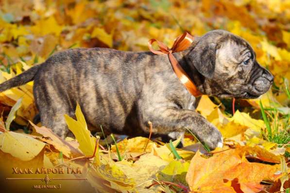 Щенки Американского Пит-бультерьера в фото 4