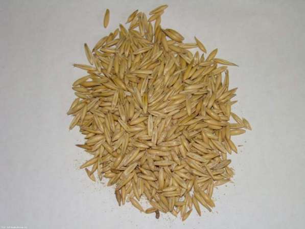 Куплю Паи Зерна Кукуруза Пшеница Ячмень Семечка Горох в Липецке фото 5