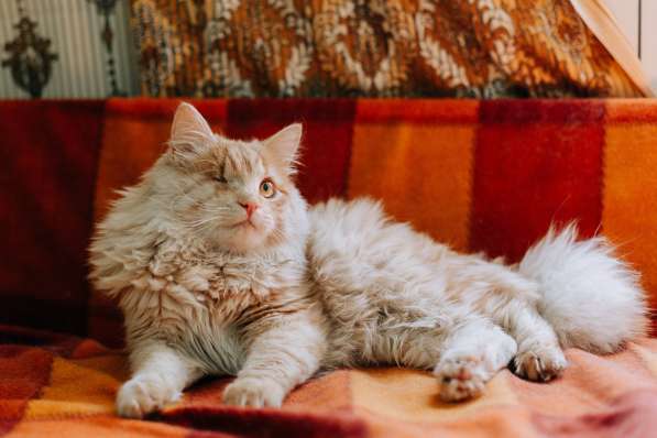 Рыжий котик Мокки с одним глазиком ищет дом в Москве фото 6