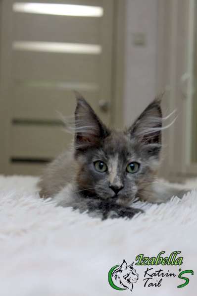 Maine Coon Female Izabella в фото 4