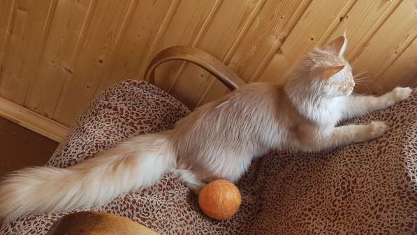 Продаётся красная на серебре кошечка мейн кун в Санкт-Петербурге фото 7