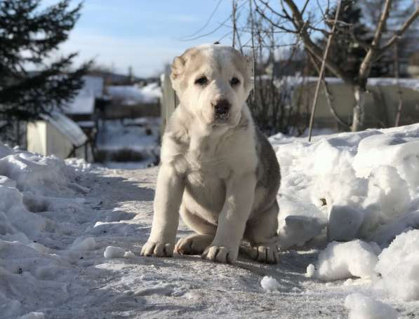 Щенок среднеазиатской овчарки (алабай) из питомника в Красноярске фото 8