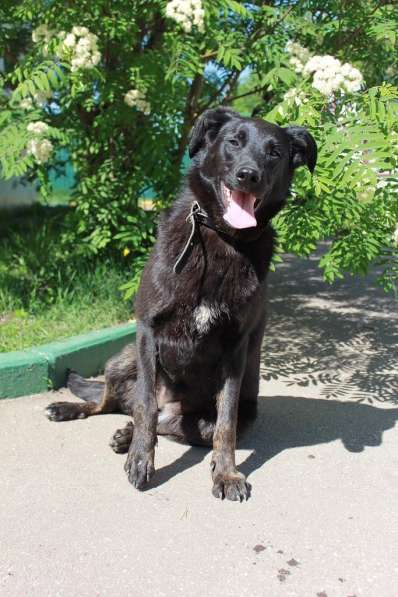 Особенная собачка мечтает о доме в Москве фото 3