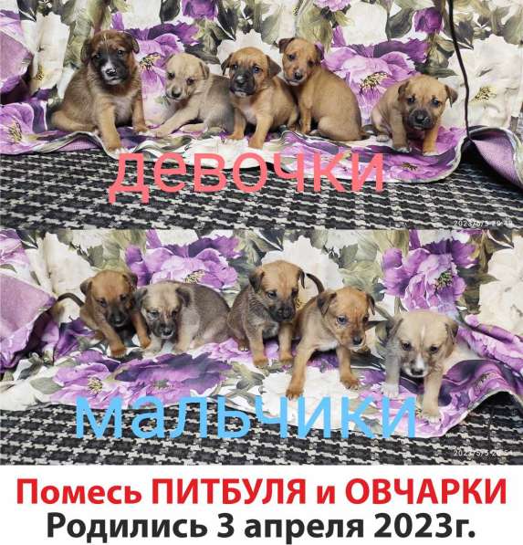 Продам щенков помесь питбуль и овчарки в 