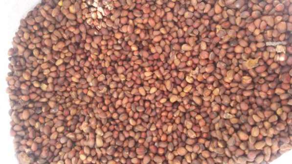 кедровый орех оптом в Москве фото 4