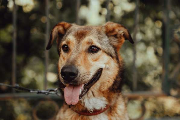 Очаровательная собачка компактного размера в Санкт-Петербурге фото 18