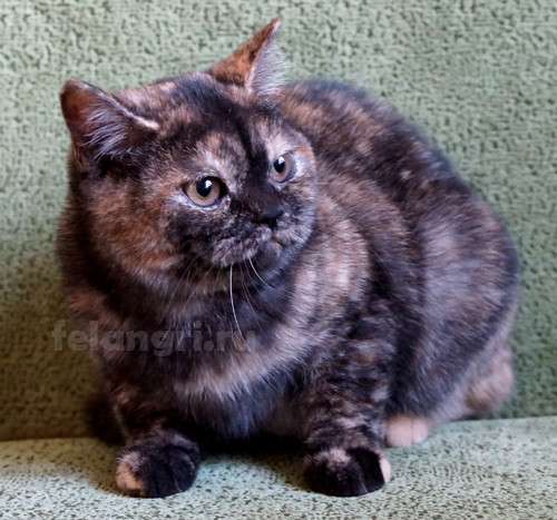 Коты и кошки британские в Новокузнецке фото 18