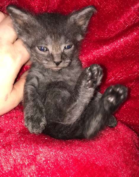 Кудрявые эльфы, каракулевые, элитные котята Девон-Рекс в Санкт-Петербурге фото 27