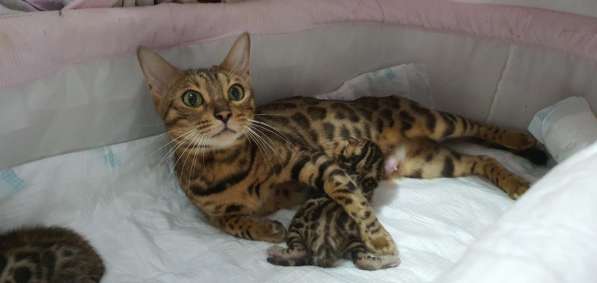 Бенгальские котята, шикарная кошечка, документы WCF, питомн в фото 36