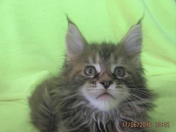 Красотки мейн- кун из питомника Arktur в Екатеринбурге фото 16