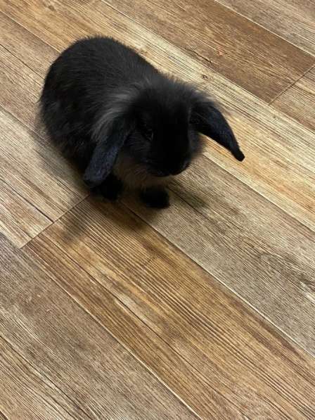 Кролик 9 месяцев