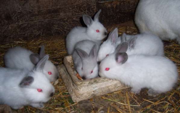 Кролики Калифорнийской породы в фото 7