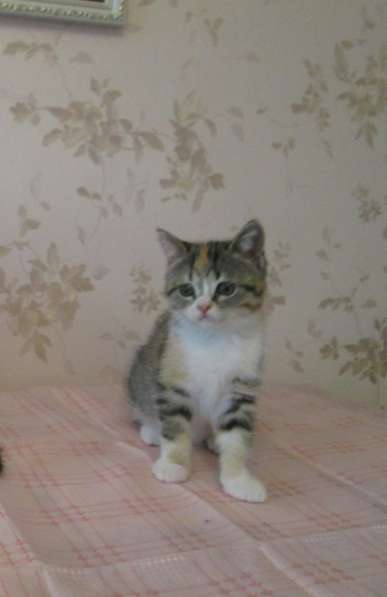Котята экзотики в Нижнем Новгороде фото 3