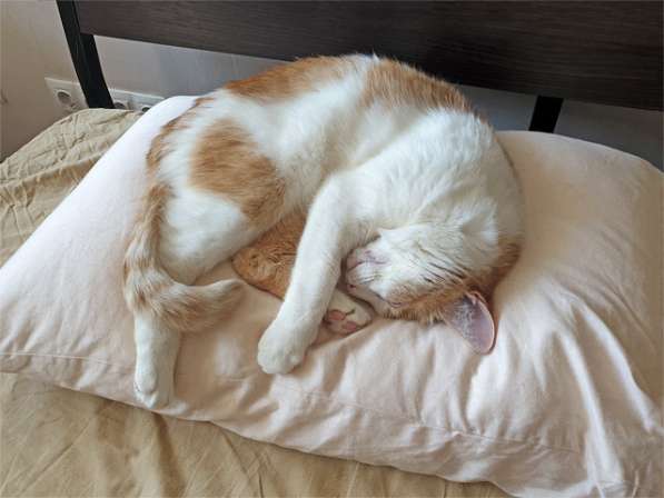 Ласковое солнышко Боня,домашний диванный котик в добрые руки в Москве фото 3