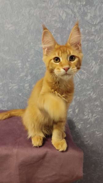 Продажа породистых котята породы Мейн-кун в Москве фото 8