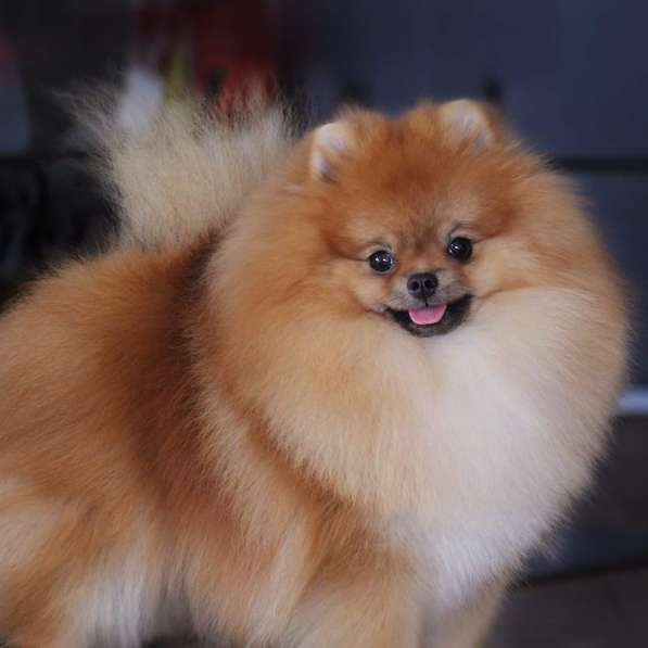 Pomeranian cubs в фото 6