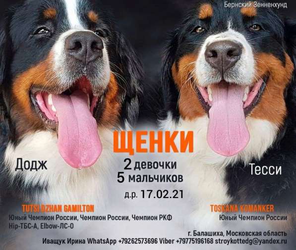 Шикарные щенки Бернского Зенненхунда. Доставка есть в