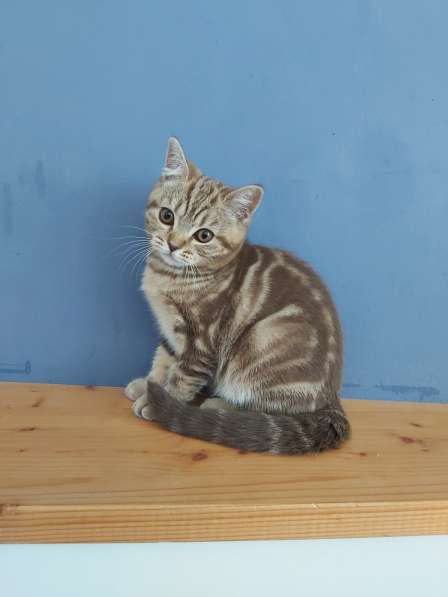 Милый котёнок шотландец с прямыми ушками (девочка) в фото 14