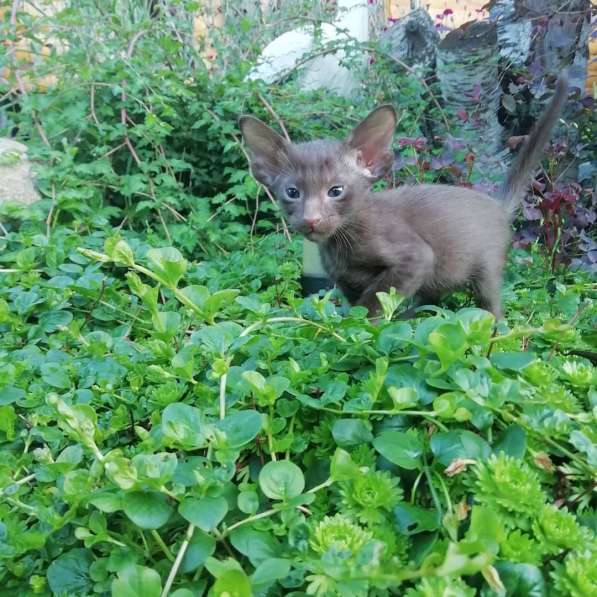 Котята ориентальный кошки в Санкт-Петербурге фото 8