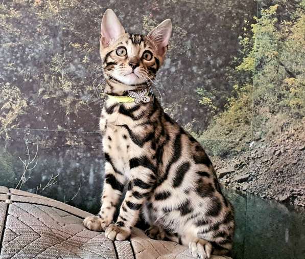 Бенгальские котята, шикарная кошечка, документы WCF, питомн в фото 26