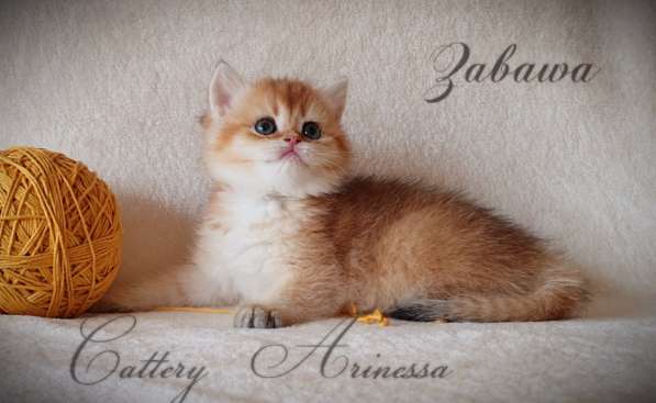 British kittens from Germany