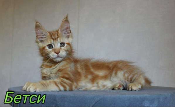 Maine Coon Red в 