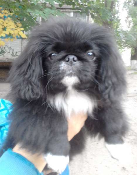 Королевский пекинес в фото 11