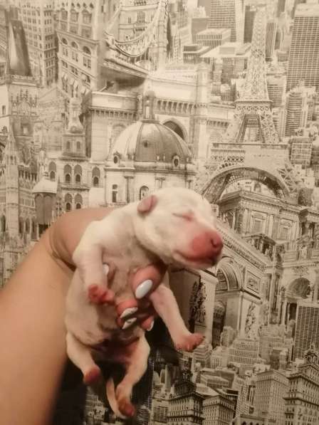 Щенки стаффорд в Коряжме фото 7