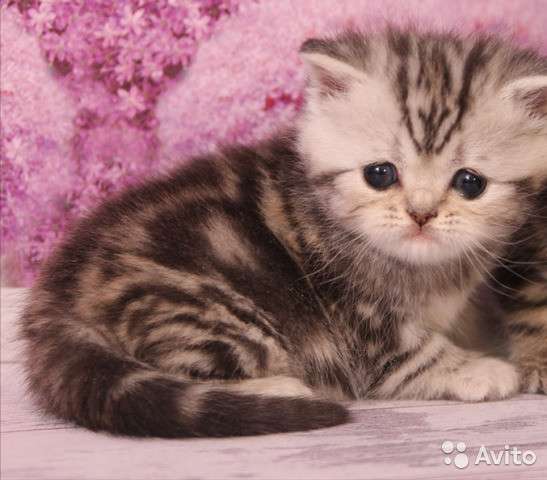 Котята вислоухие и прямоухие в Костроме фото 5