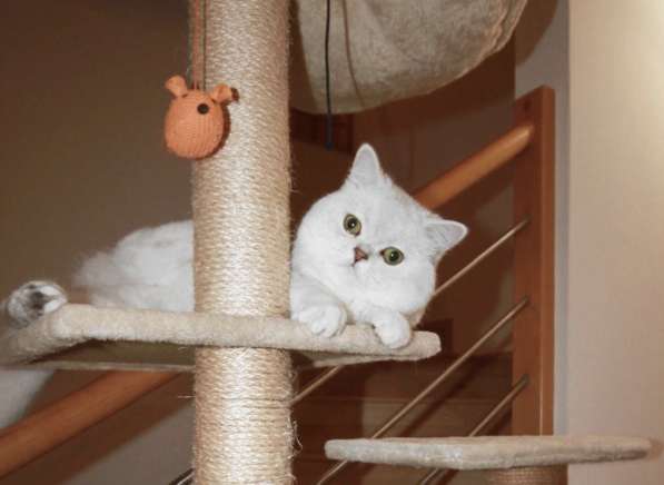 Шотландский кот на вязку в фото 6