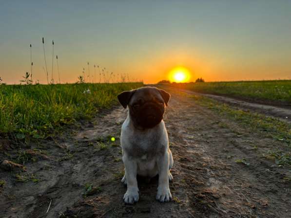 Продам щенка мопса