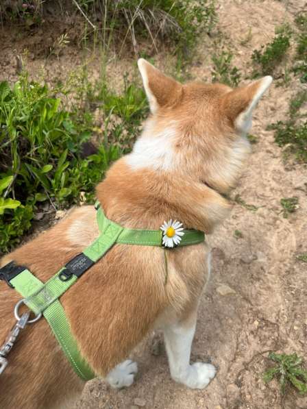 Шлейка для собаки