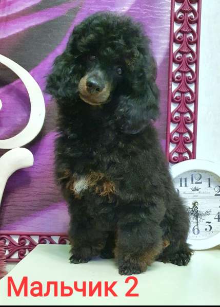 Пуделята фантомы щенки в Москве фото 3