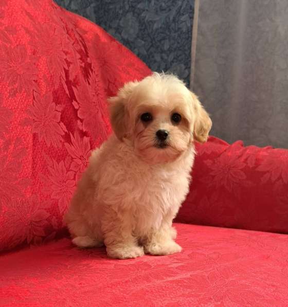 Maltipoo F - 1. Boy