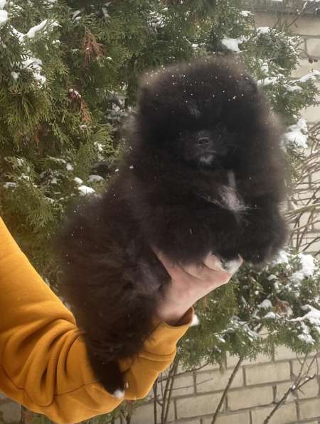 Pomeranian spitz. Mini black girl