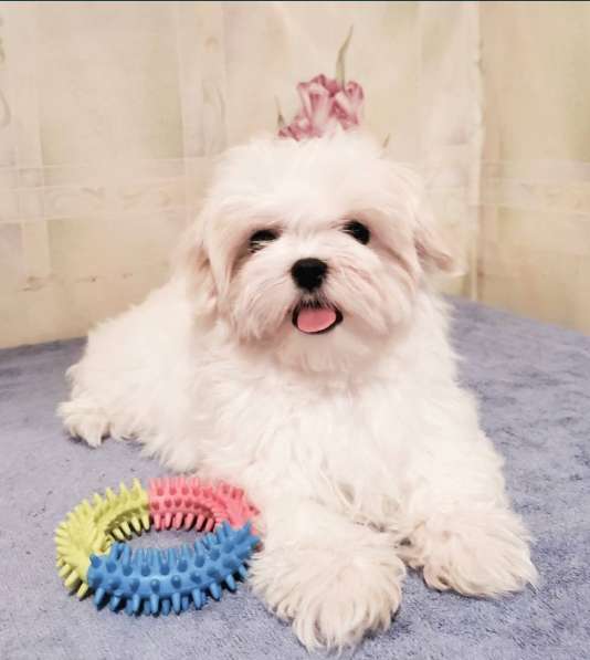 Щенки мальтезе чистокровные в Москве фото 3