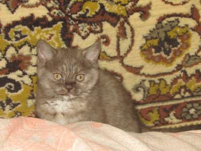 Британские котята (кошка и кот) в Нижнем Тагиле фото 4
