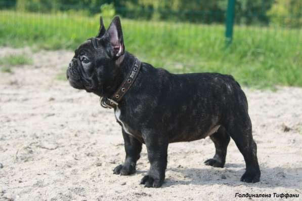Французский бульдог щенки в Москве фото 8