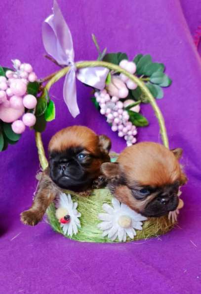 Щенки пти-брабансона рыжие