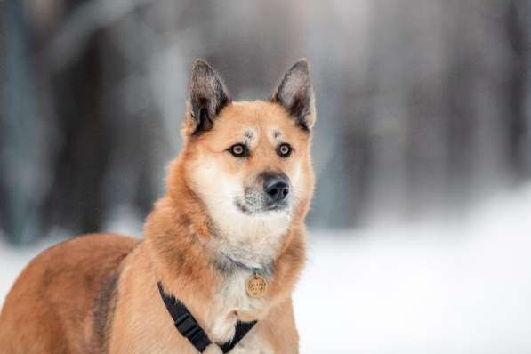 Ханни - собака для дружбы, любви и семьи в Москве фото 11