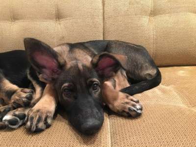 Отдам даром Славные малыши ищут дом в Санкт-Петербурге фото 3