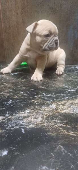 В продаже щенки французского бульдога в Барнауле фото 12