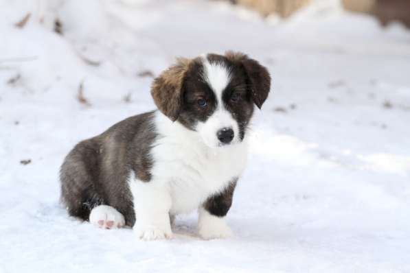 Вельш корги кардиган в Москве фото 7