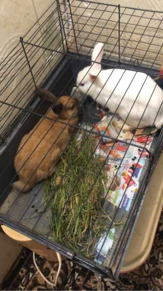 Продам 2 декоративных кроликов