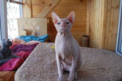 Предлагается к продаже донского сфинкс в Санкт-Петербурге фото 4